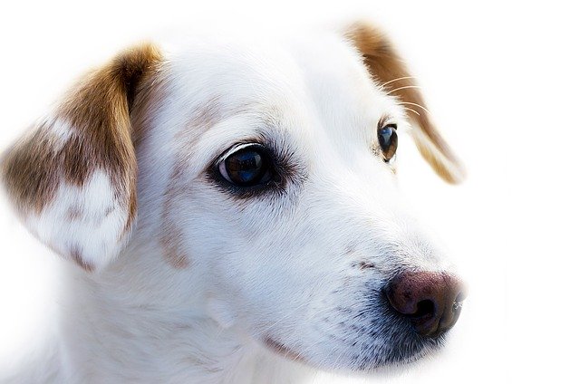 Biele šteniatko s hnedými ušami.jpg